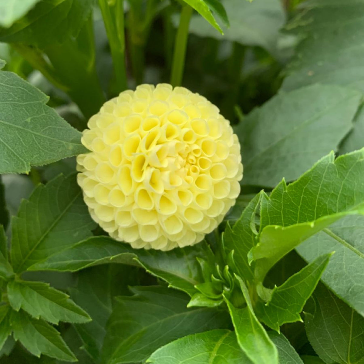 Little Scottie Dahlia Perennial Seeds - Long Lasting Blooms, 40+ seeds