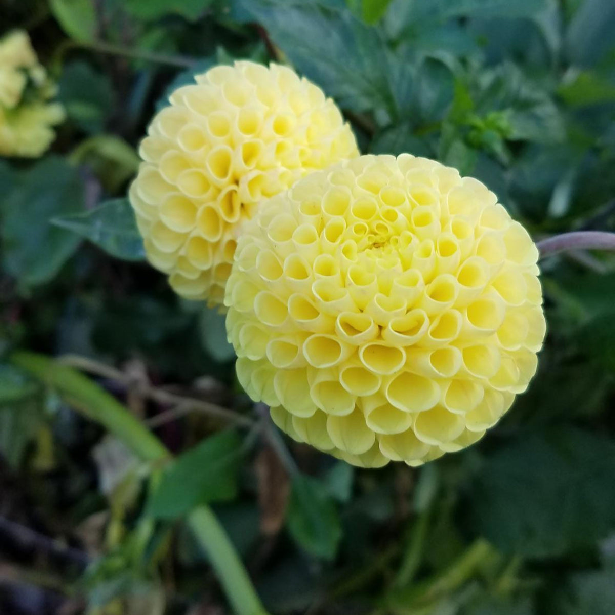 Little Scottie Dahlia Perennial Seeds - Long Lasting Blooms, 40+ seeds