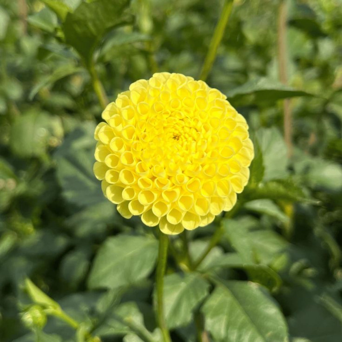 Little Scottie Dahlia Perennial Seeds - Long Lasting Blooms, 40+ seeds