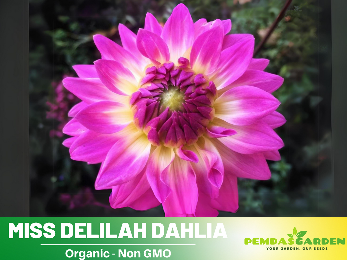 40+ Seeds|  Miss Delilah Dahlia Perennial Seeds #D066
