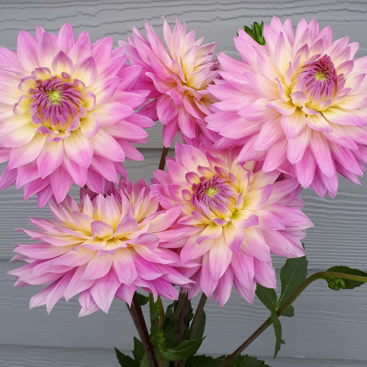 Miss Delilah Dahlia Perennial Seeds - Bright Mixed Colors, 40+ seeds