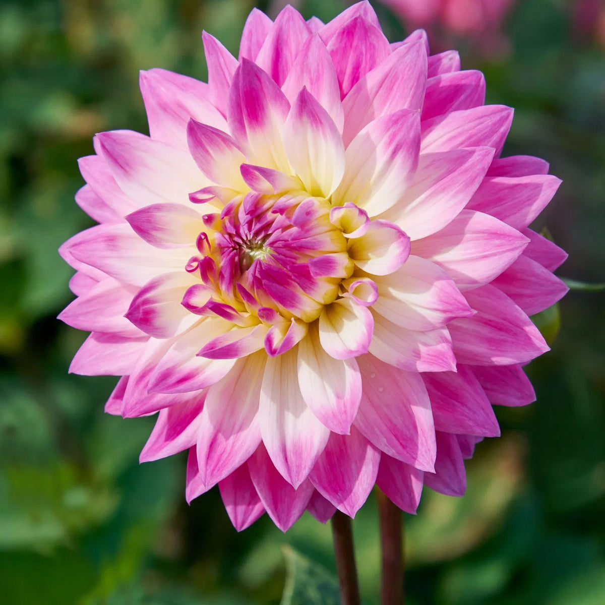 Miss Delilah Dahlia Perennial Seeds - Bright Mixed Colors, 40+ seeds