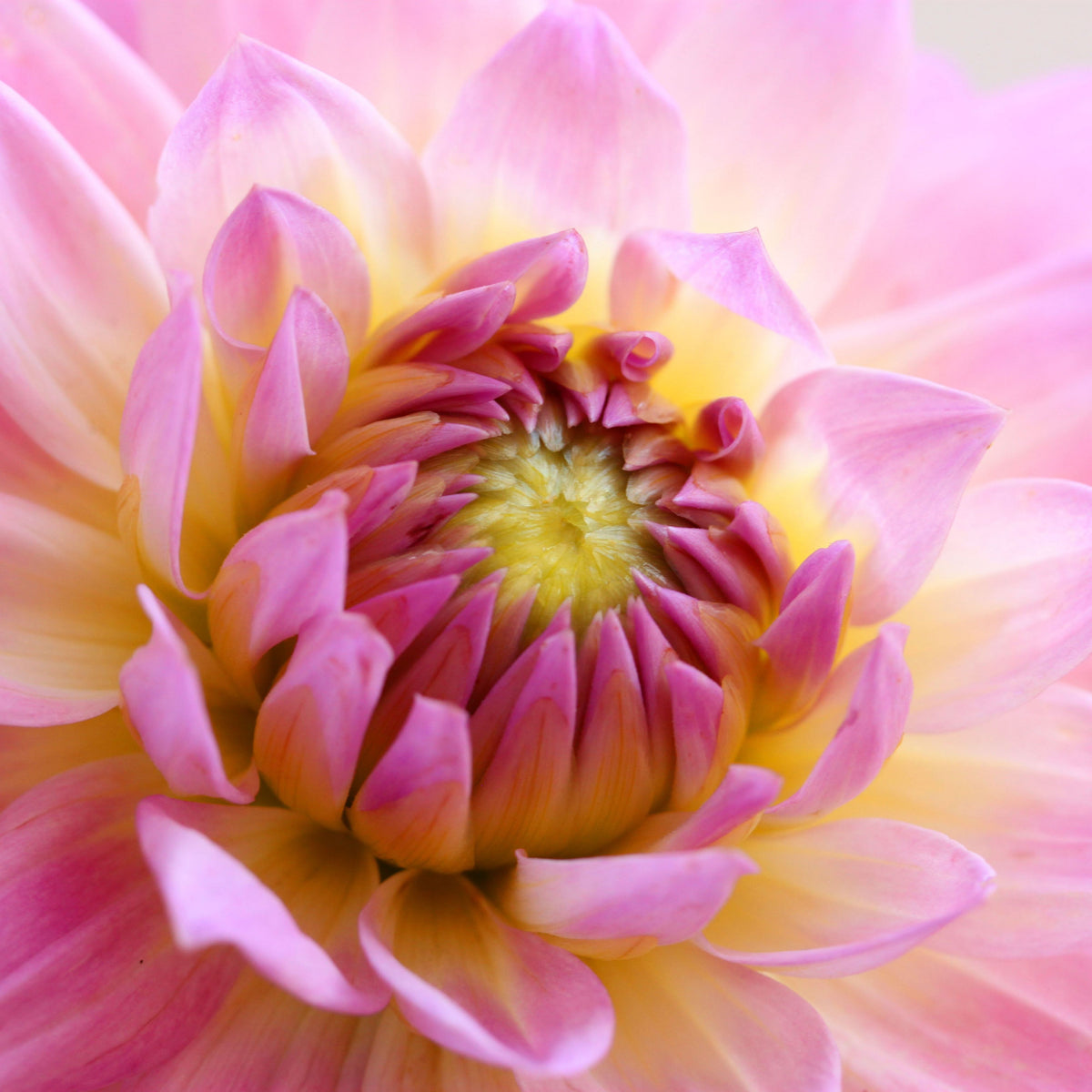 Miss Delilah Dahlia Perennial Seeds - Bright Mixed Colors, 40+ seeds