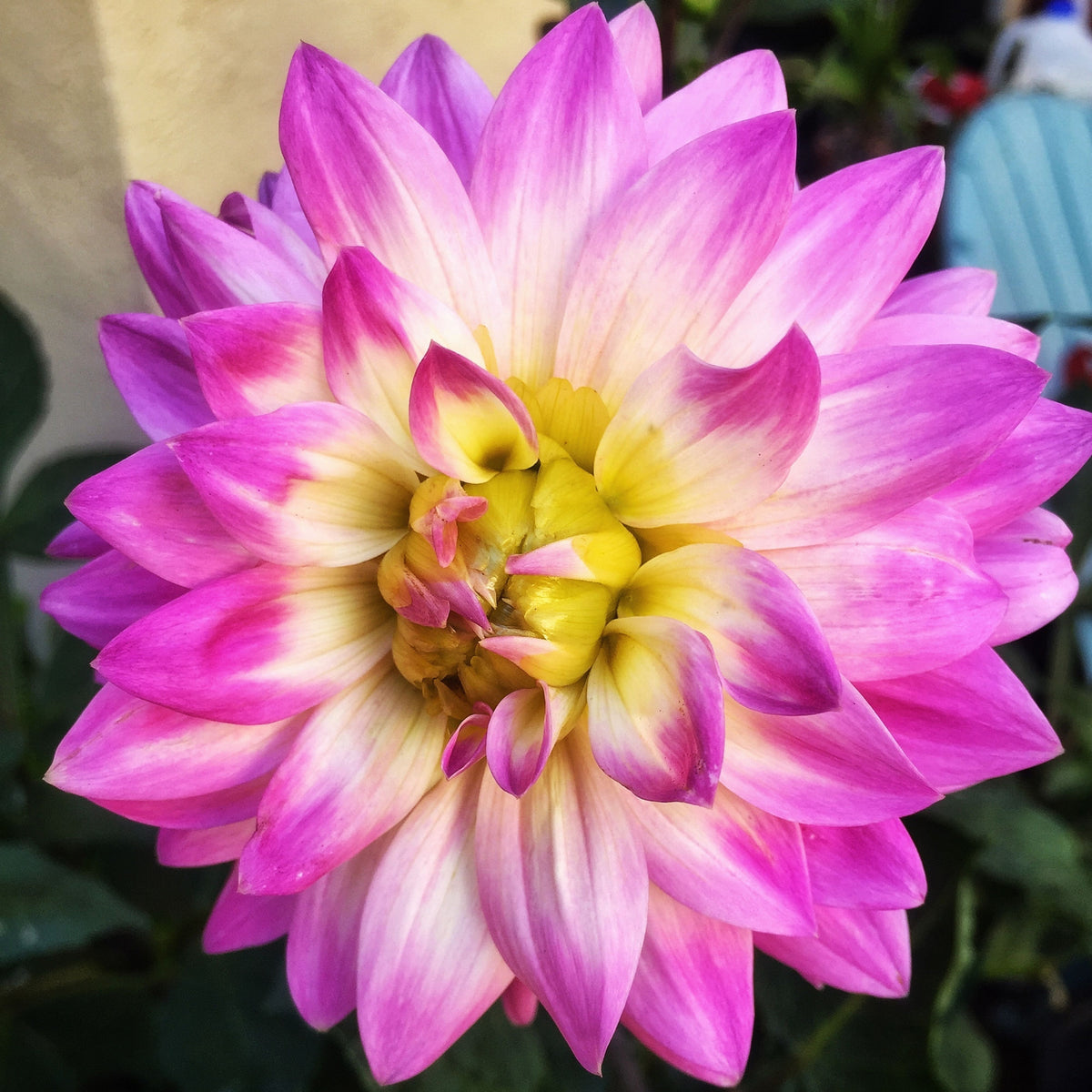 Miss Delilah Dahlia Perennial Seeds - Bright Mixed Colors, 40+ seeds