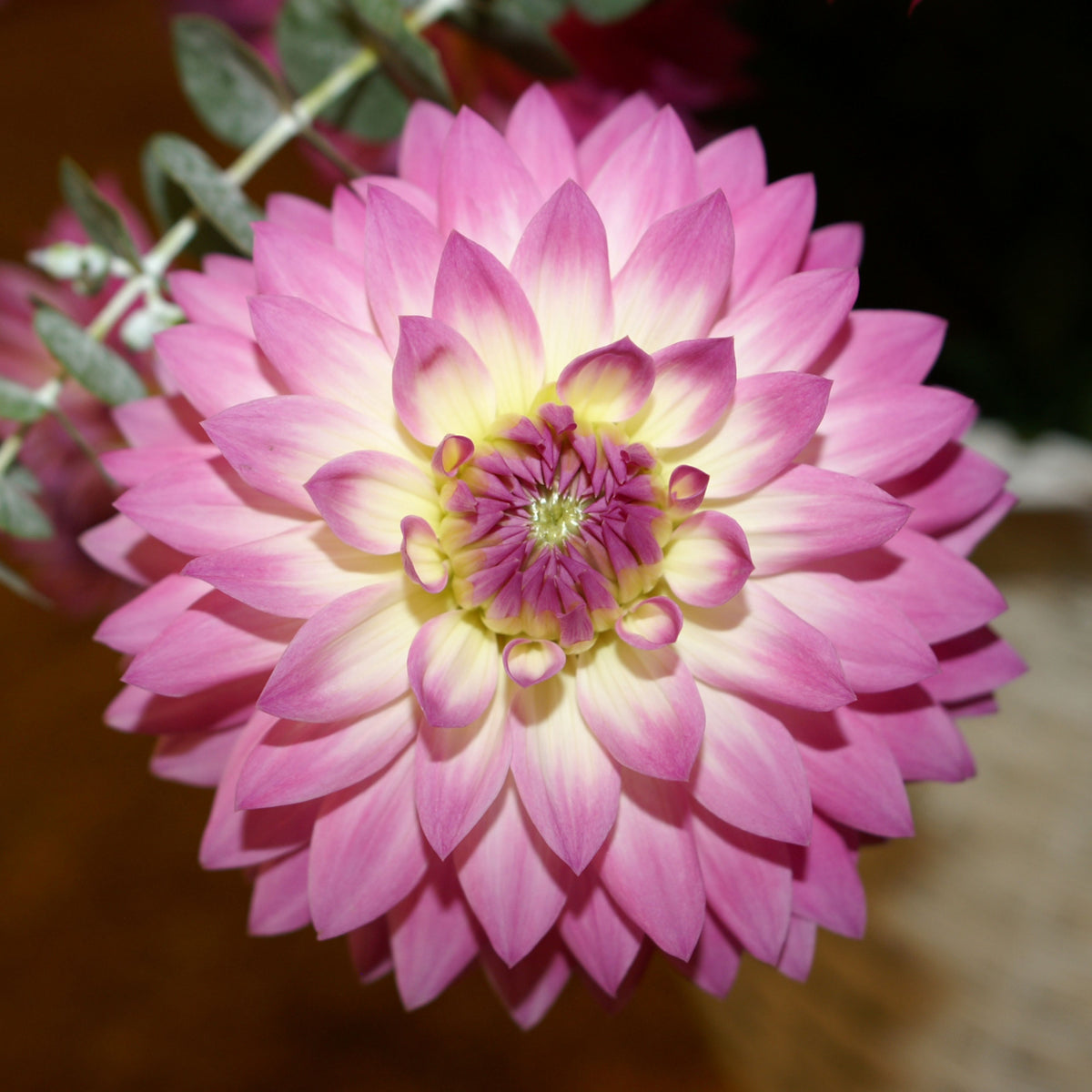 Miss Delilah Dahlia Perennial Seeds - Bright Mixed Colors, 40+ seeds