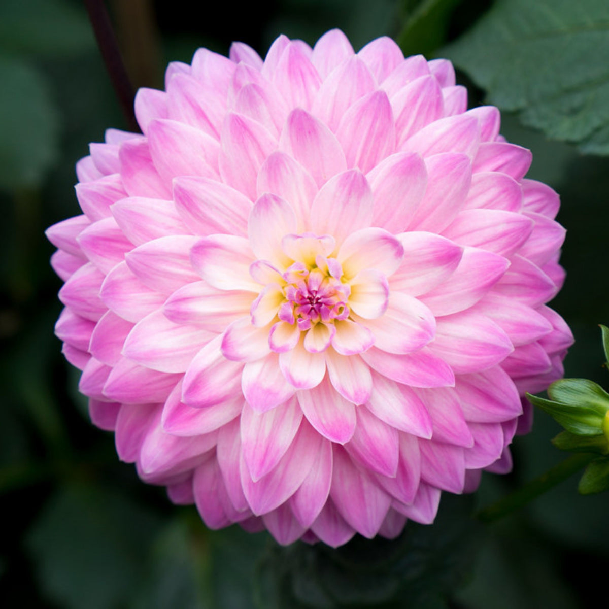 Miss Delilah Dahlia Perennial Seeds - Bright Mixed Colors, 40+ seeds