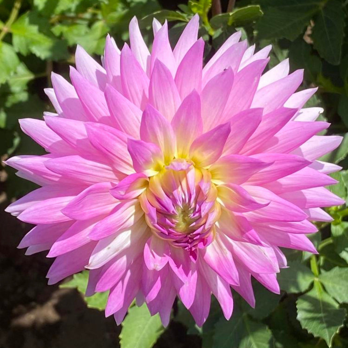 Miss Delilah Dahlia Perennial Seeds - Bright Mixed Colors, 40+ seeds