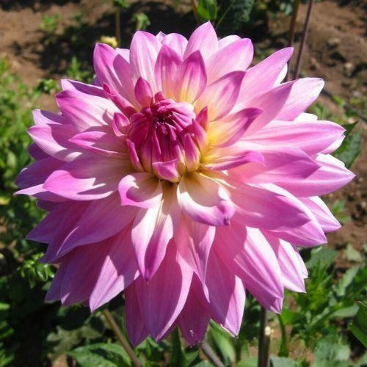 Miss Delilah Dahlia Perennial Seeds - Bright Mixed Colors, 40+ seeds