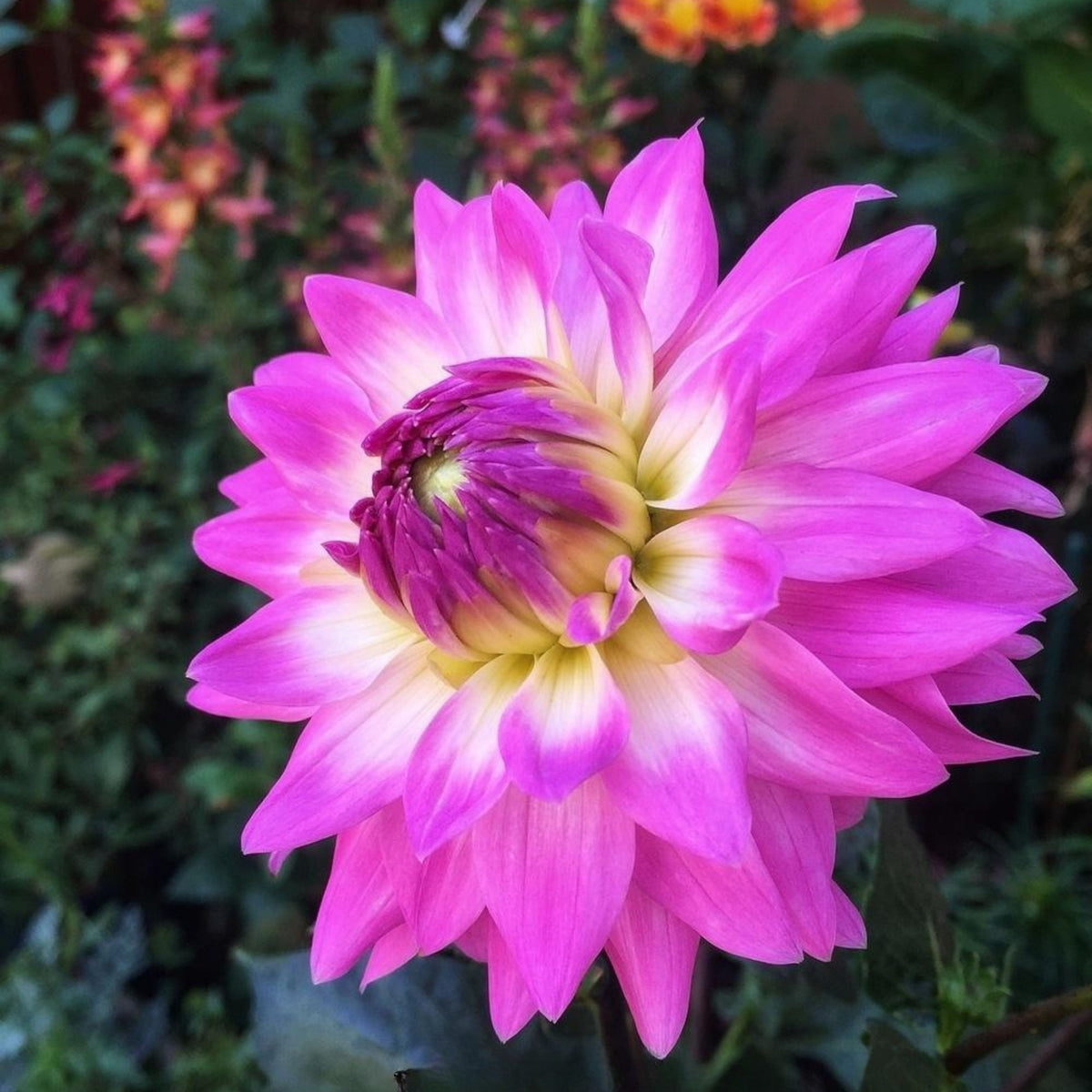 Miss Delilah Dahlia Perennial Seeds - Bright Mixed Colors, 40+ seeds