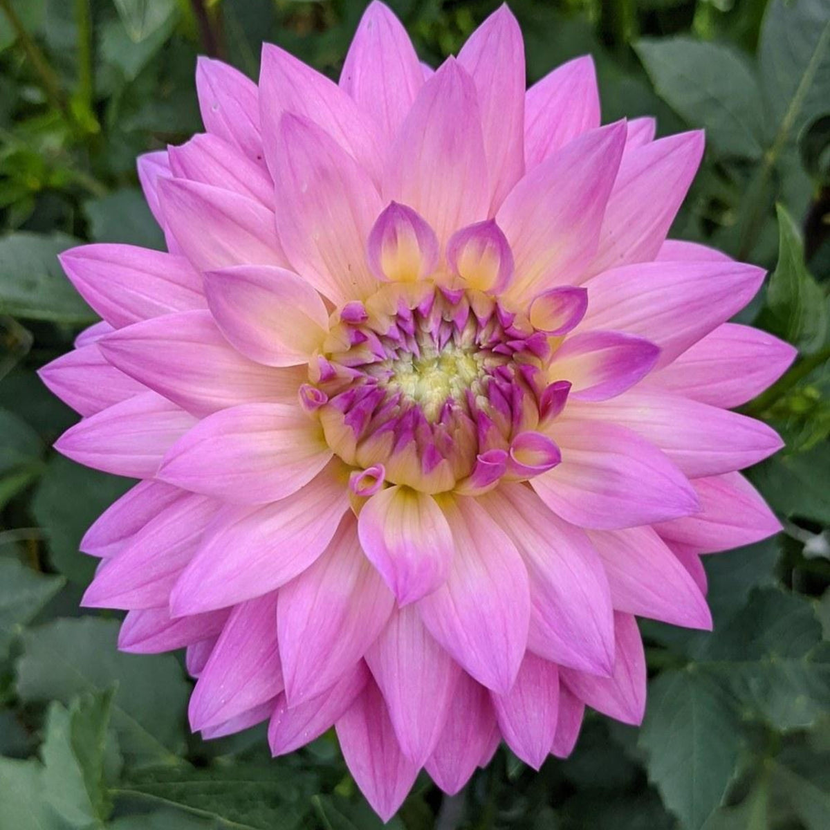 Miss Delilah Dahlia Perennial Seeds - Bright Mixed Colors, 40+ seeds