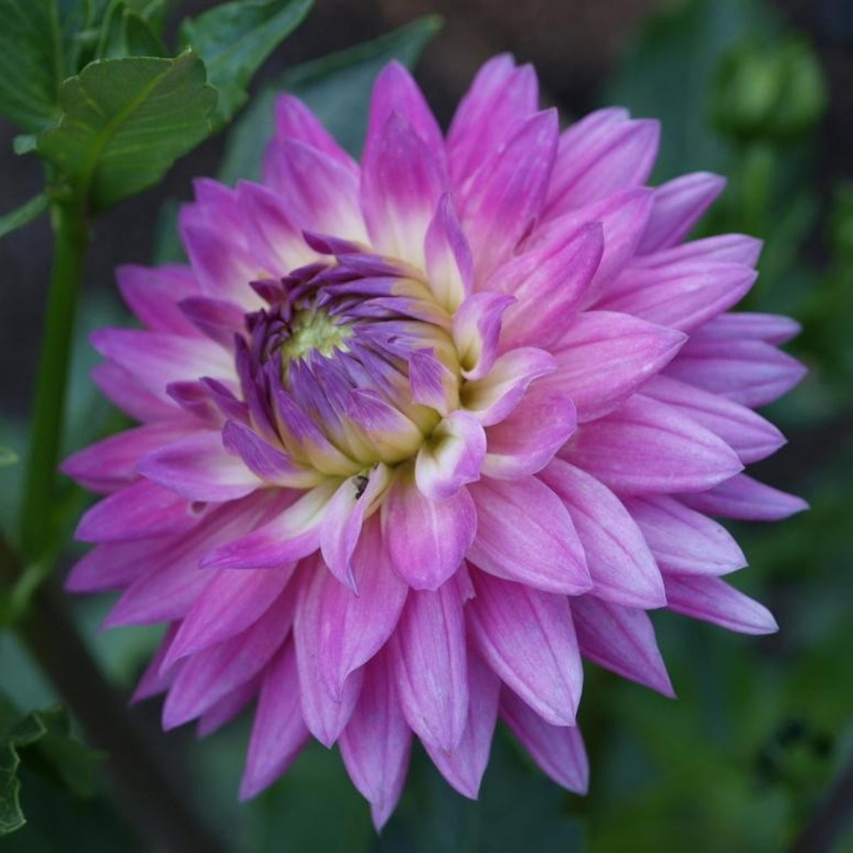 Miss Delilah Dahlia Perennial Seeds - Bright Mixed Colors, 40+ seeds