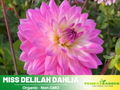 40+ Seeds|  Miss Delilah Dahlia Perennial Seeds – Bright Mixed Colors, Easy to Grow Summer Flowers, Perfect for Borders, Beds & Cut Bouquets#D066