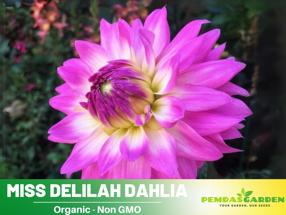 40+ Seeds|  Miss Delilah Dahlia Perennial Seeds #D066