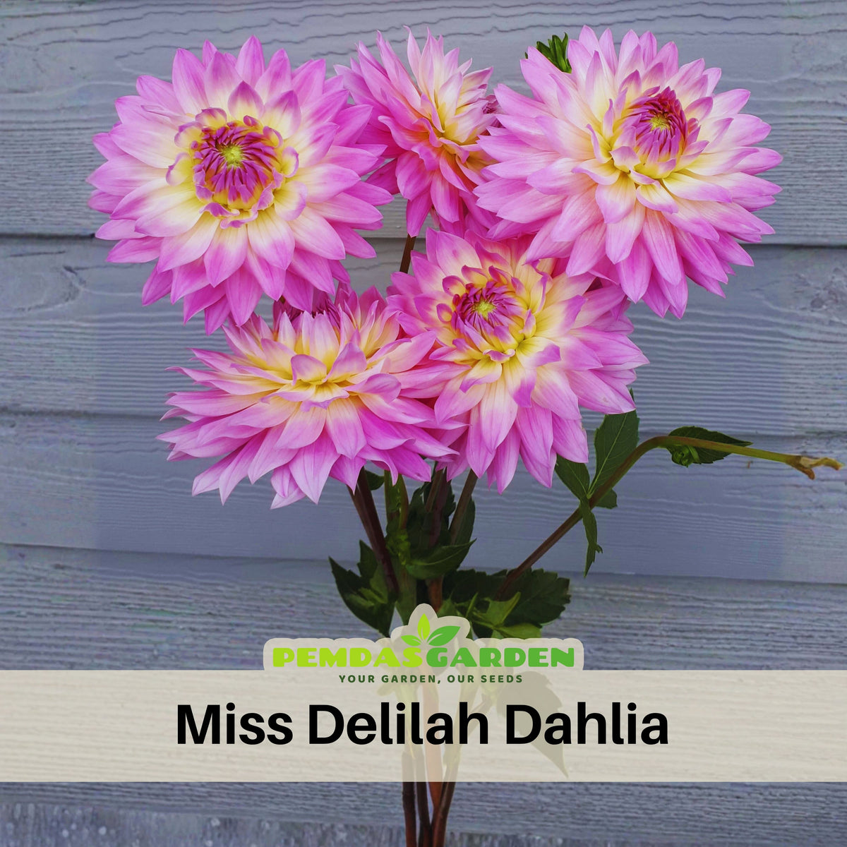 Miss Delilah Dahlia Perennial Seeds - Bright Mixed Colors, 40+ seeds