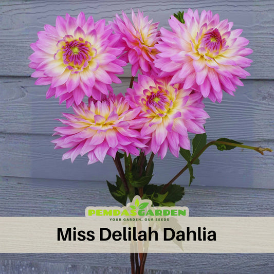 Miss Delilah Dahlia Perennial Seeds - Bright Mixed Colors, 40+ seeds