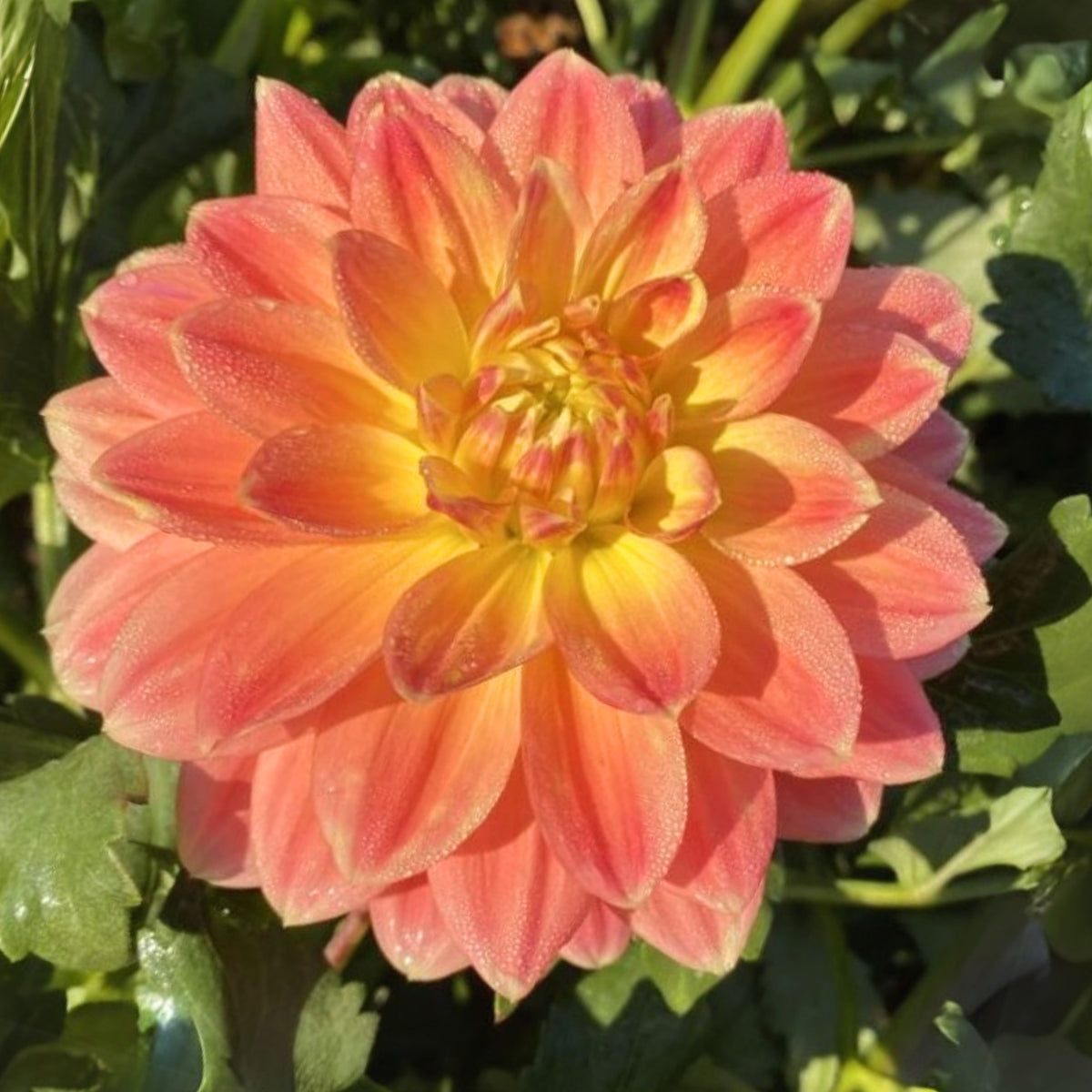 October Sky Dahlia Perennial Seeds - Bright Mixed Colors, 40+ seeds