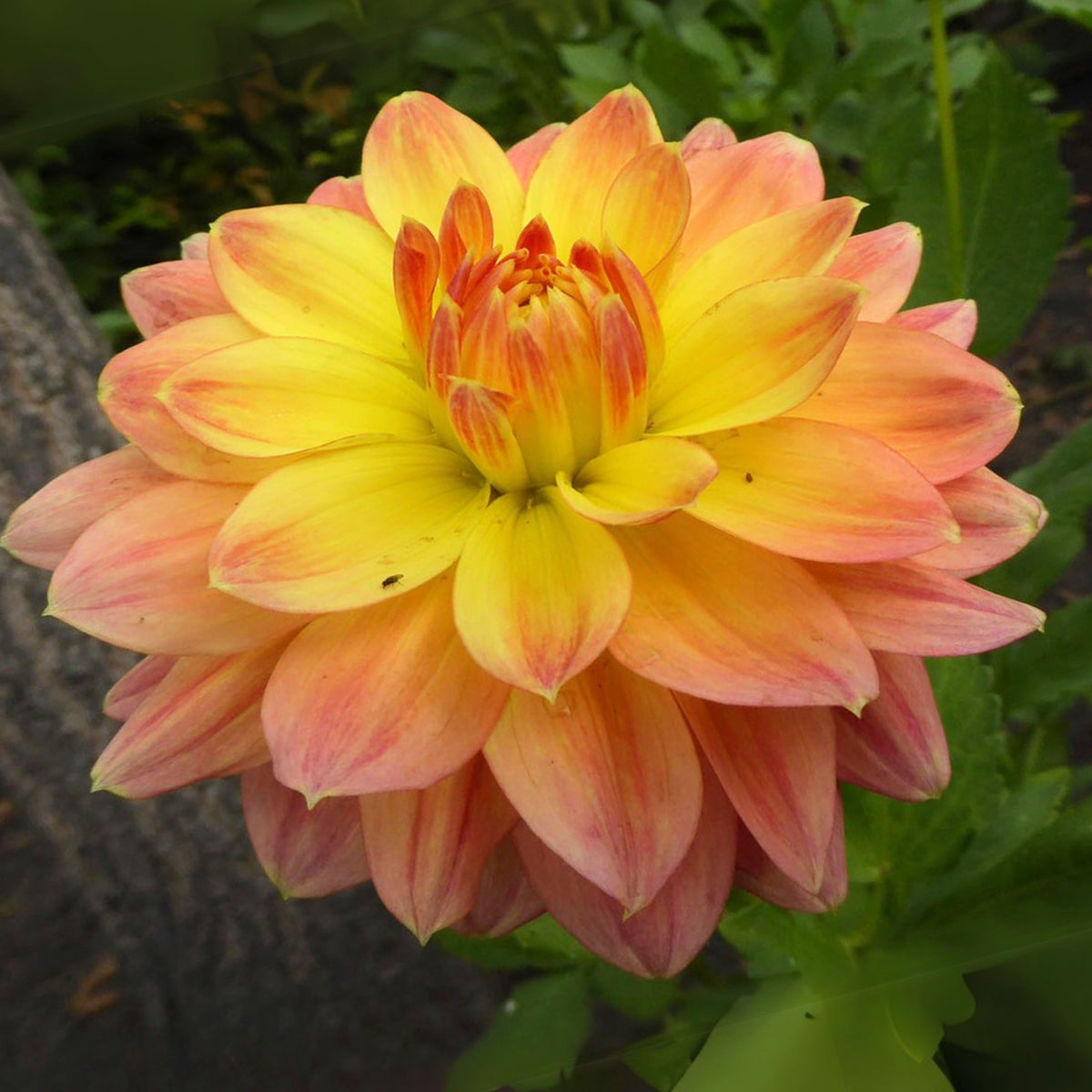 October Sky Dahlia Perennial Seeds - Bright Mixed Colors, 40+ seeds