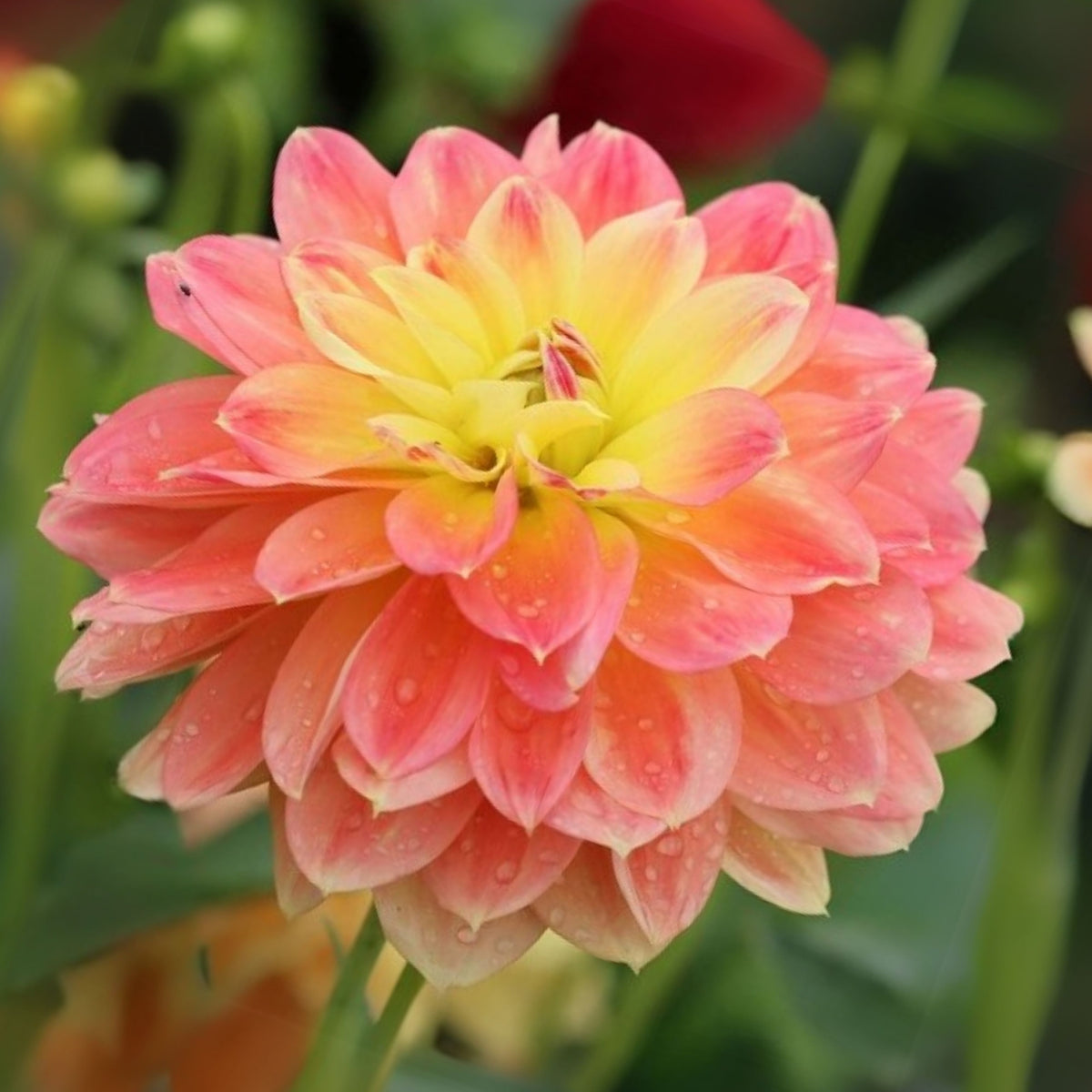 October Sky Dahlia Perennial Seeds - Bright Mixed Colors, 40+ seeds