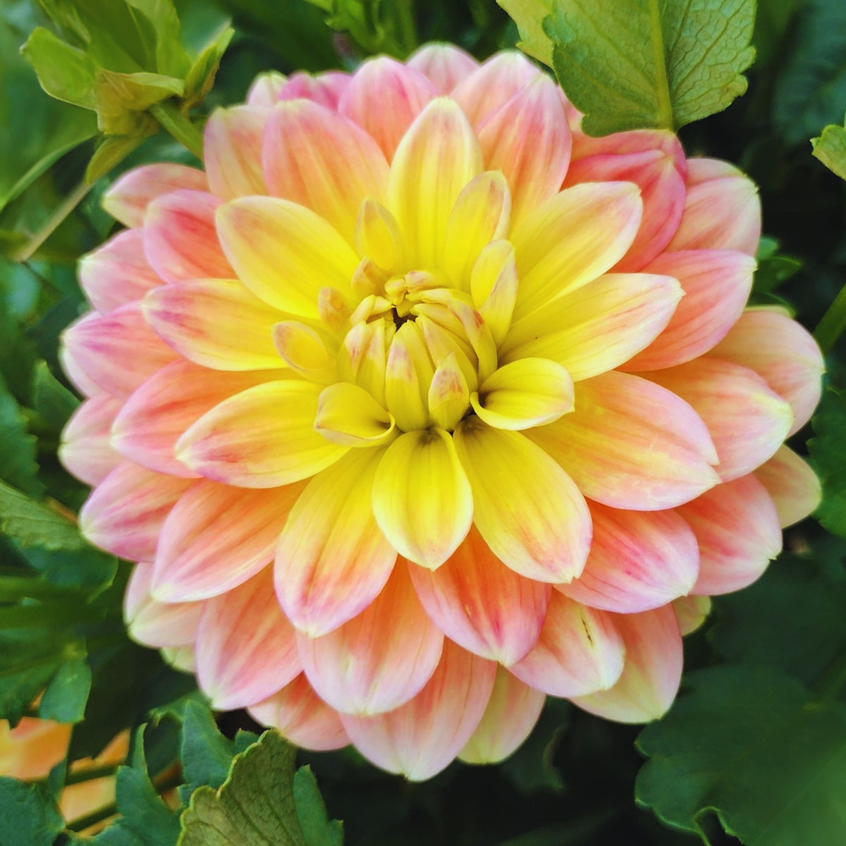 October Sky Dahlia Perennial Seeds - Bright Mixed Colors, 40+ seeds