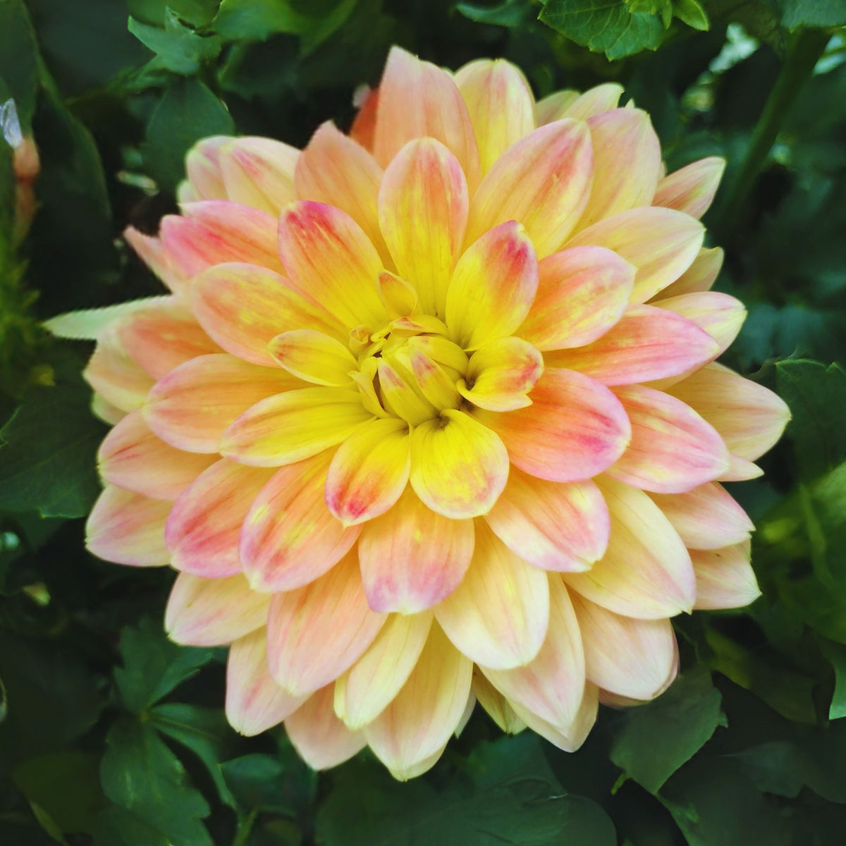 October Sky Dahlia Perennial Seeds - Bright Mixed Colors, 40+ seeds