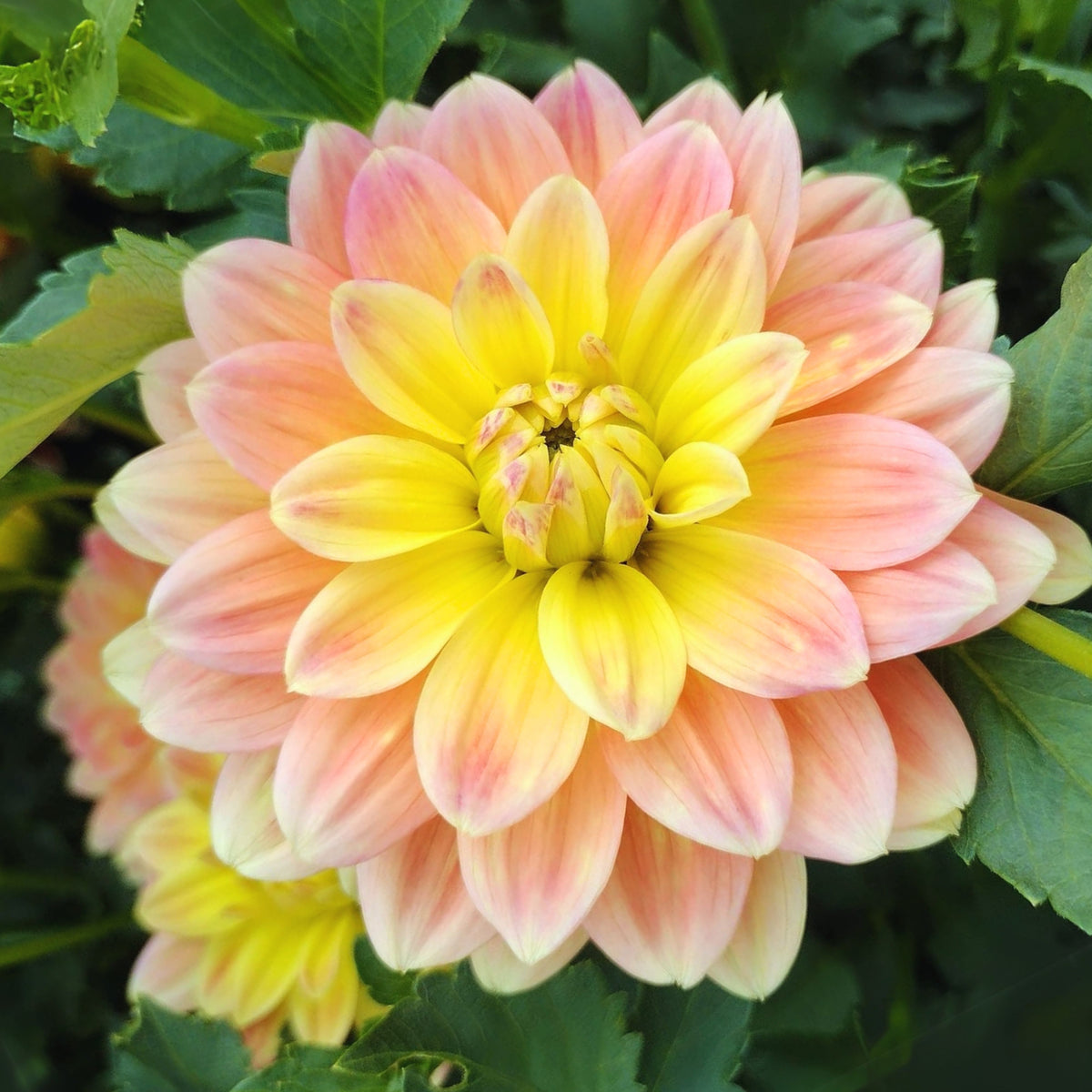 October Sky Dahlia Perennial Seeds - Bright Mixed Colors, 40+ seeds