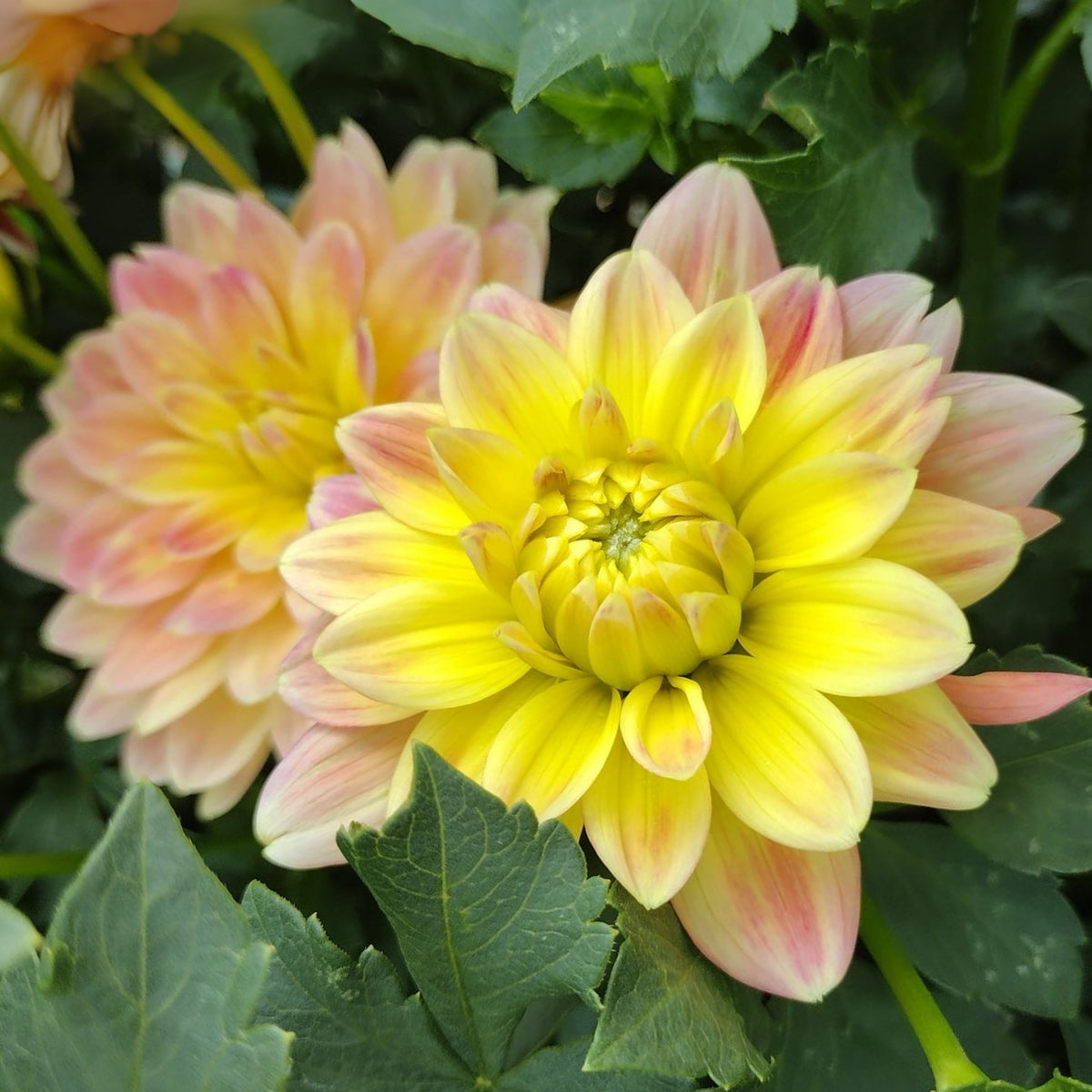 October Sky Dahlia Perennial Seeds - Bright Mixed Colors, 40+ seeds