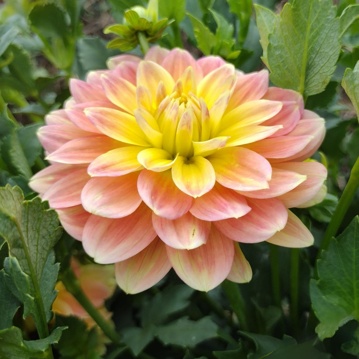 October Sky Dahlia Perennial Seeds - Bright Mixed Colors, 40+ seeds