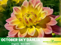 40+ Seeds|  October Sky Dahlia Perennial Seeds– Bright Mixed Colors, Easy to Grow Summer Flowers, Perfect for Borders, Beds & Cut Bouquets #D067