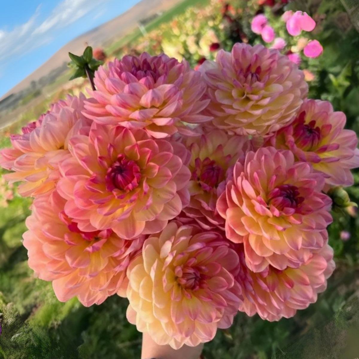 October Sky Dahlia Perennial Seeds - Bright Mixed Colors, 40+ seeds