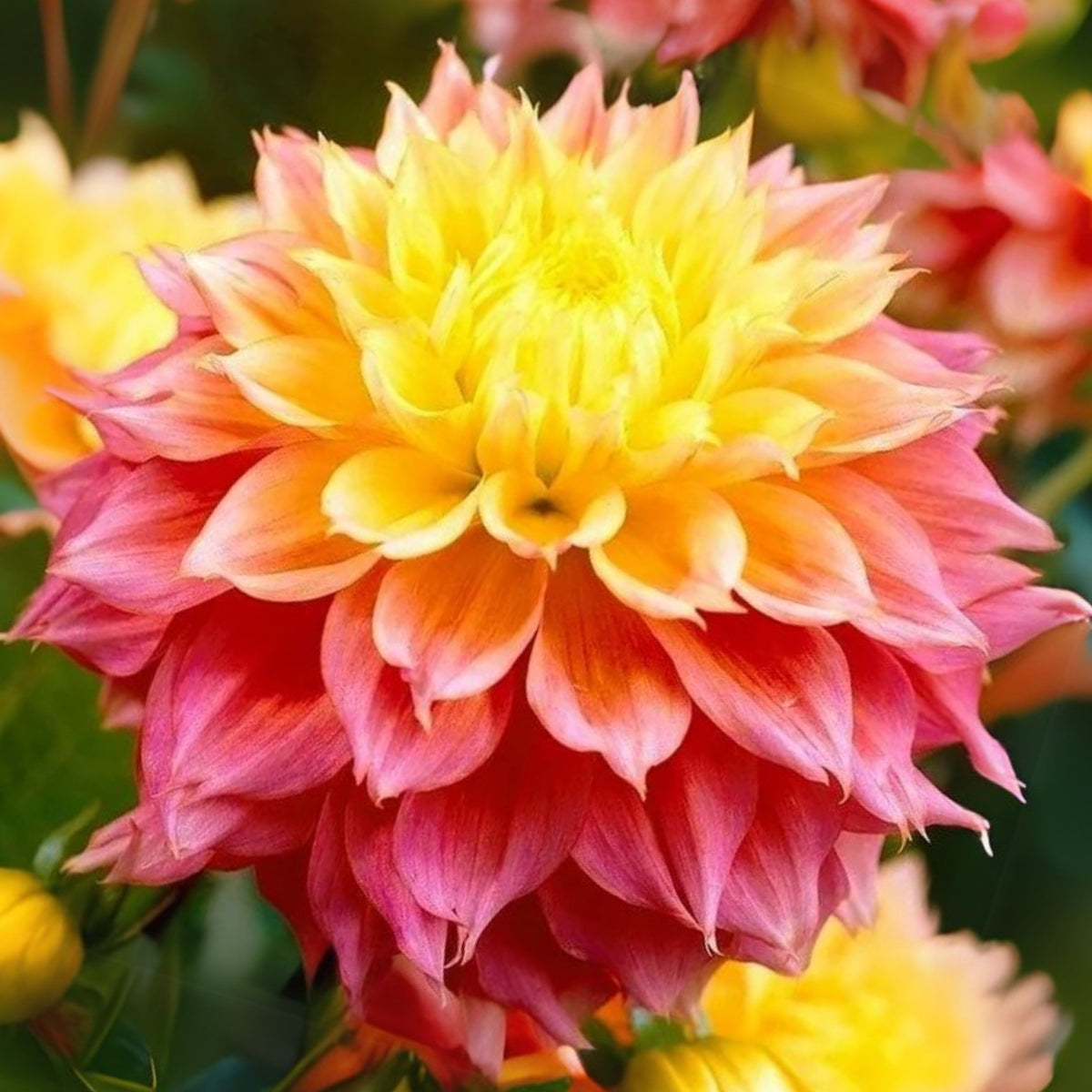 October Sky Dahlia Perennial Seeds - Bright Mixed Colors, 40+ seeds