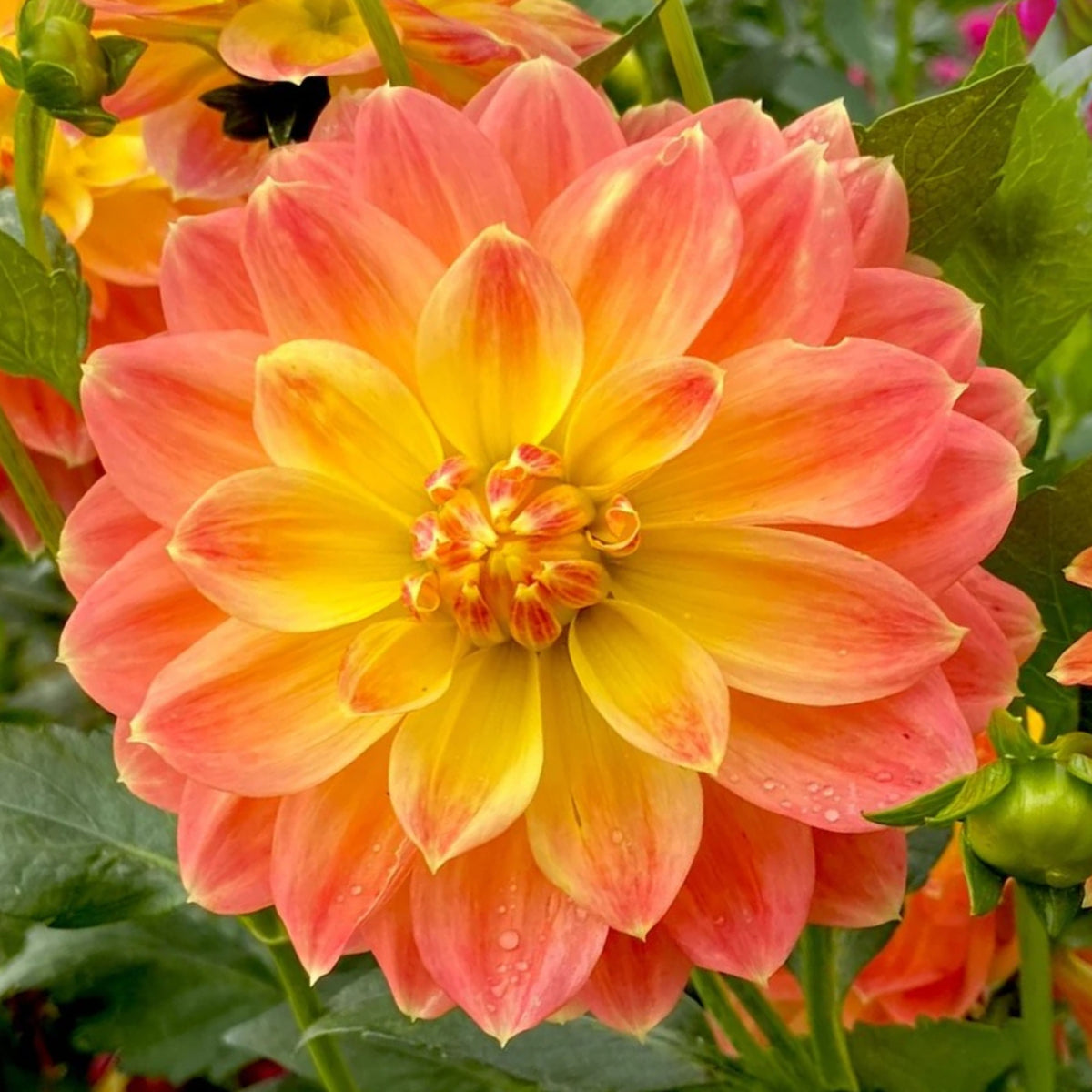 October Sky Dahlia Perennial Seeds - Bright Mixed Colors, 40+ seeds