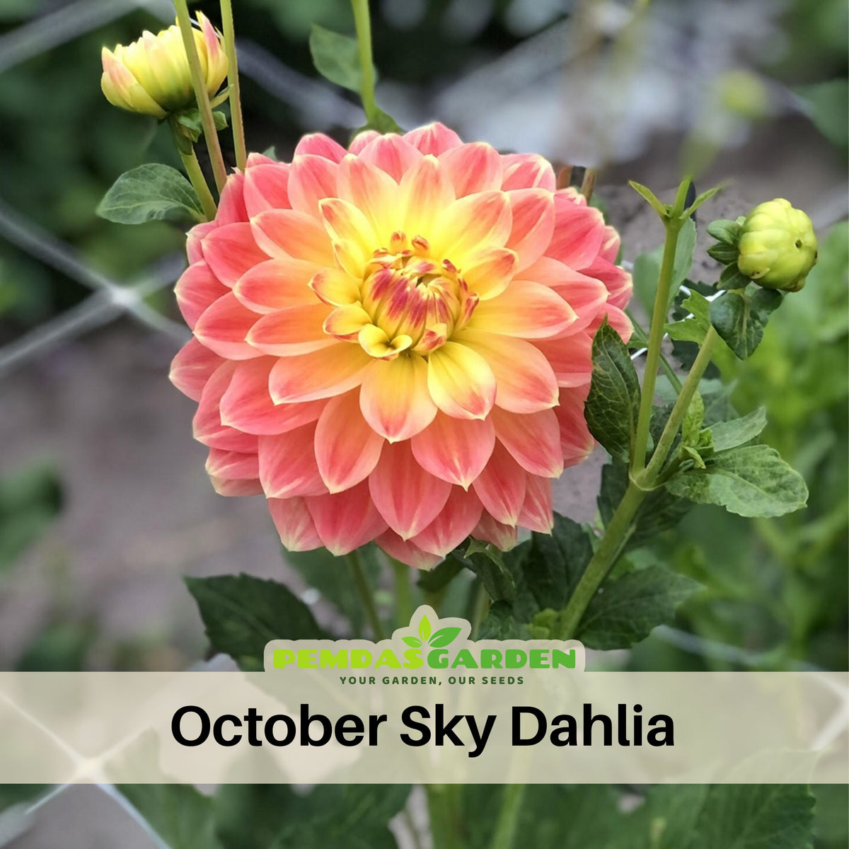 October Sky Dahlia Perennial Seeds - Bright Mixed Colors, 40+ seeds