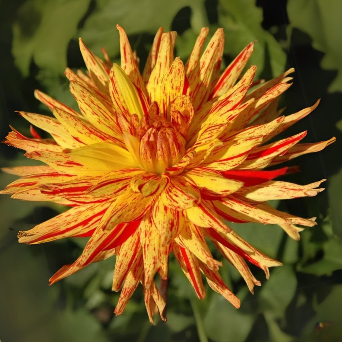 Poppers Dahlia Perennial Seeds Heirloom Dahlia Flower Seeds, 40+ seeds