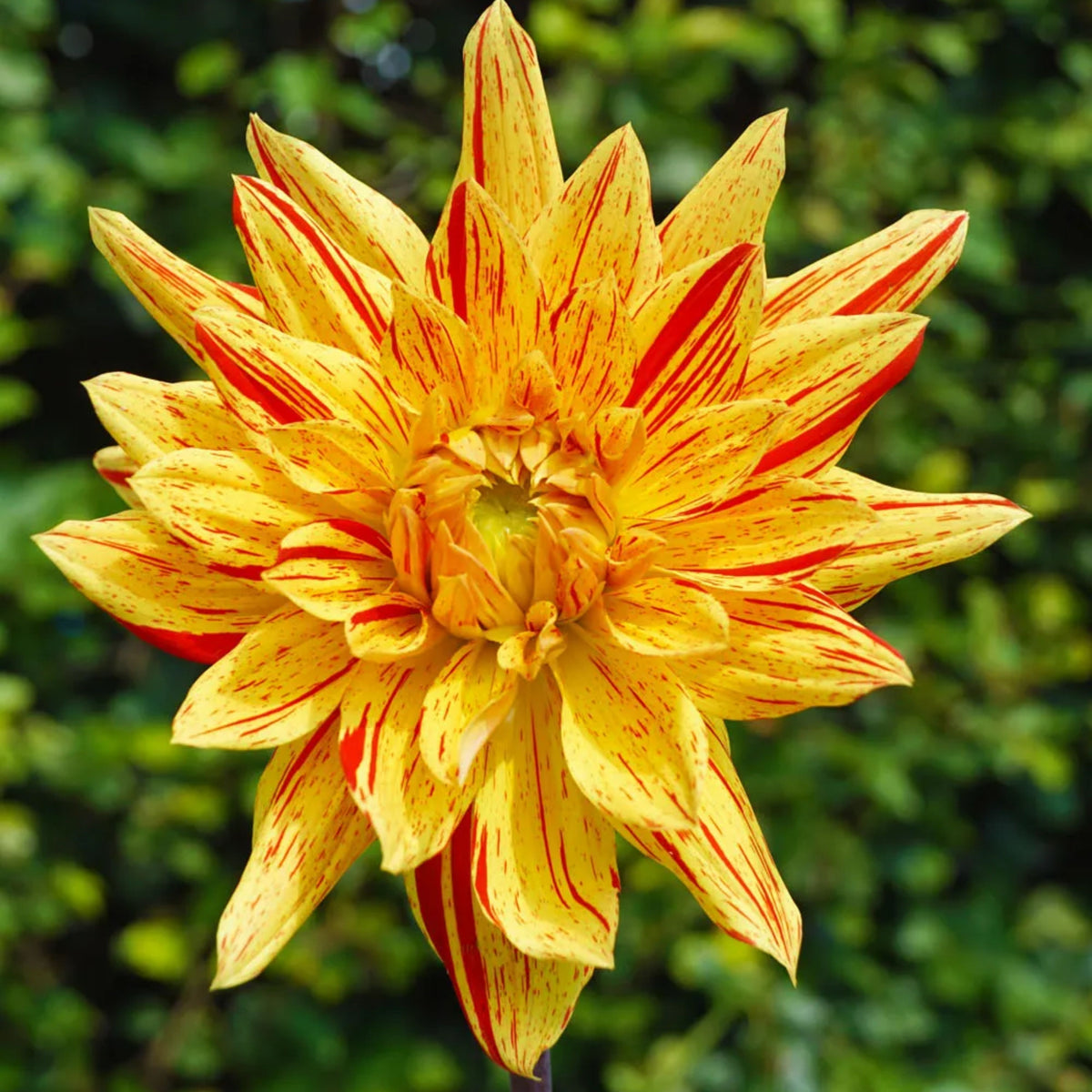 Poppers Dahlia Perennial Seeds Heirloom Dahlia Flower Seeds, 40+ seeds