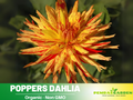 40+ Seeds|  Poppers Dahlia Perennial Seeds Heirloom Dahlia Flower Seeds – Non GMO, Open Pollinated Mix for Vibrant Summer Blooms, Garden & Landscaping Flowers #D069