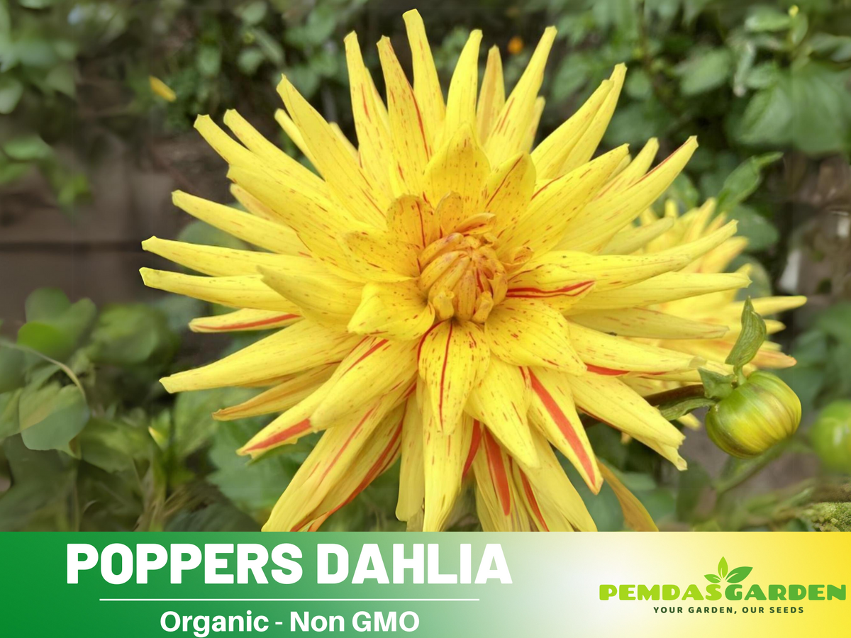 40+ Seeds|  Poppers Dahlia Perennial Seeds #D069