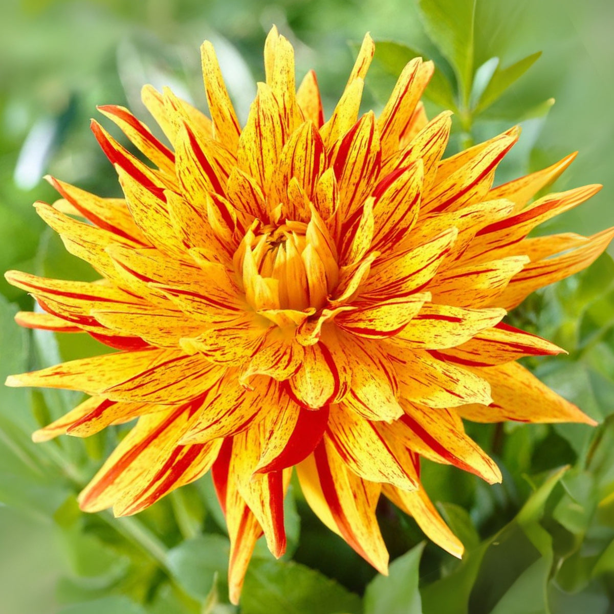 Poppers Dahlia Perennial Seeds Heirloom Dahlia Flower Seeds, 40+ seeds