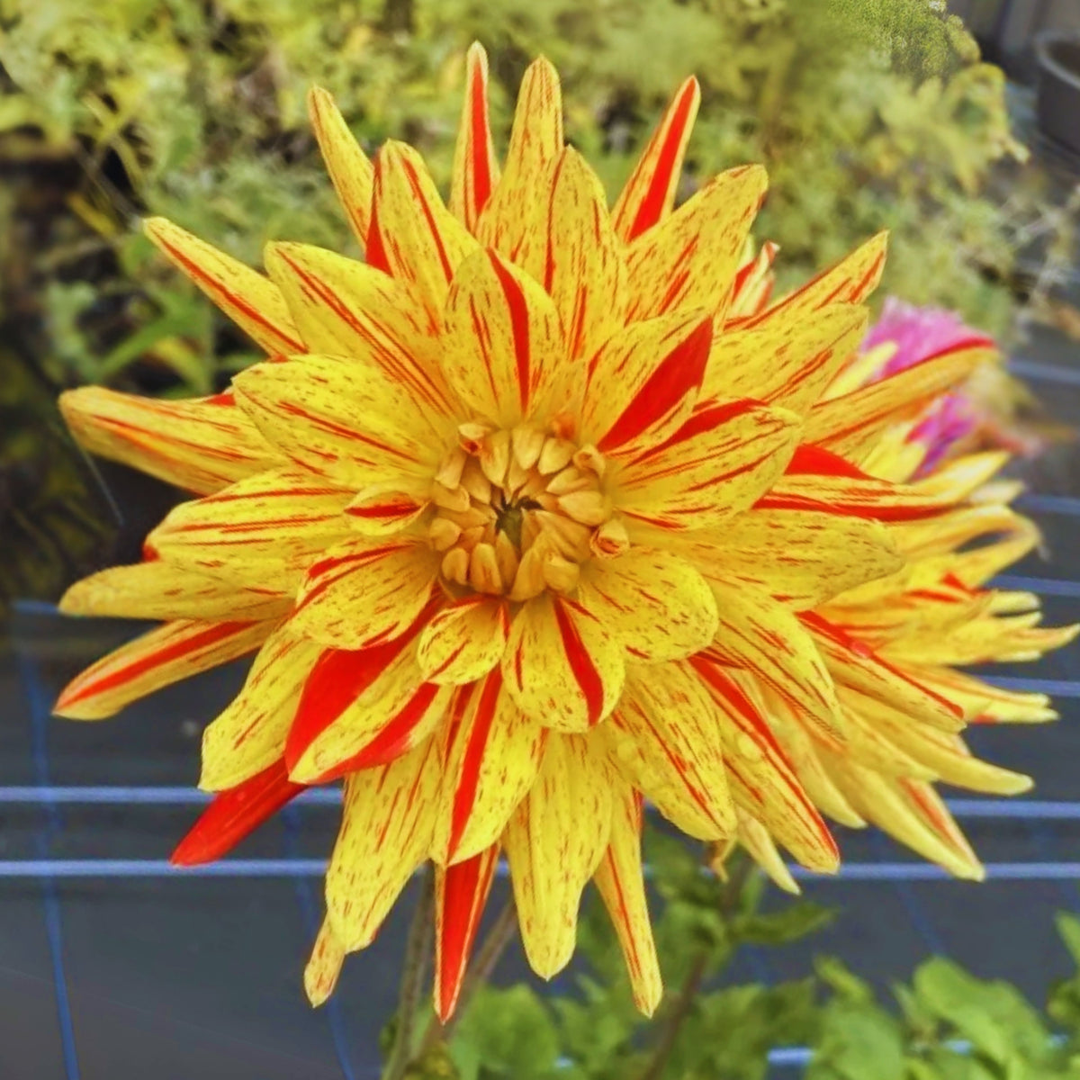 Poppers Dahlia Perennial Seeds Heirloom Dahlia Flower Seeds, 40+ seeds