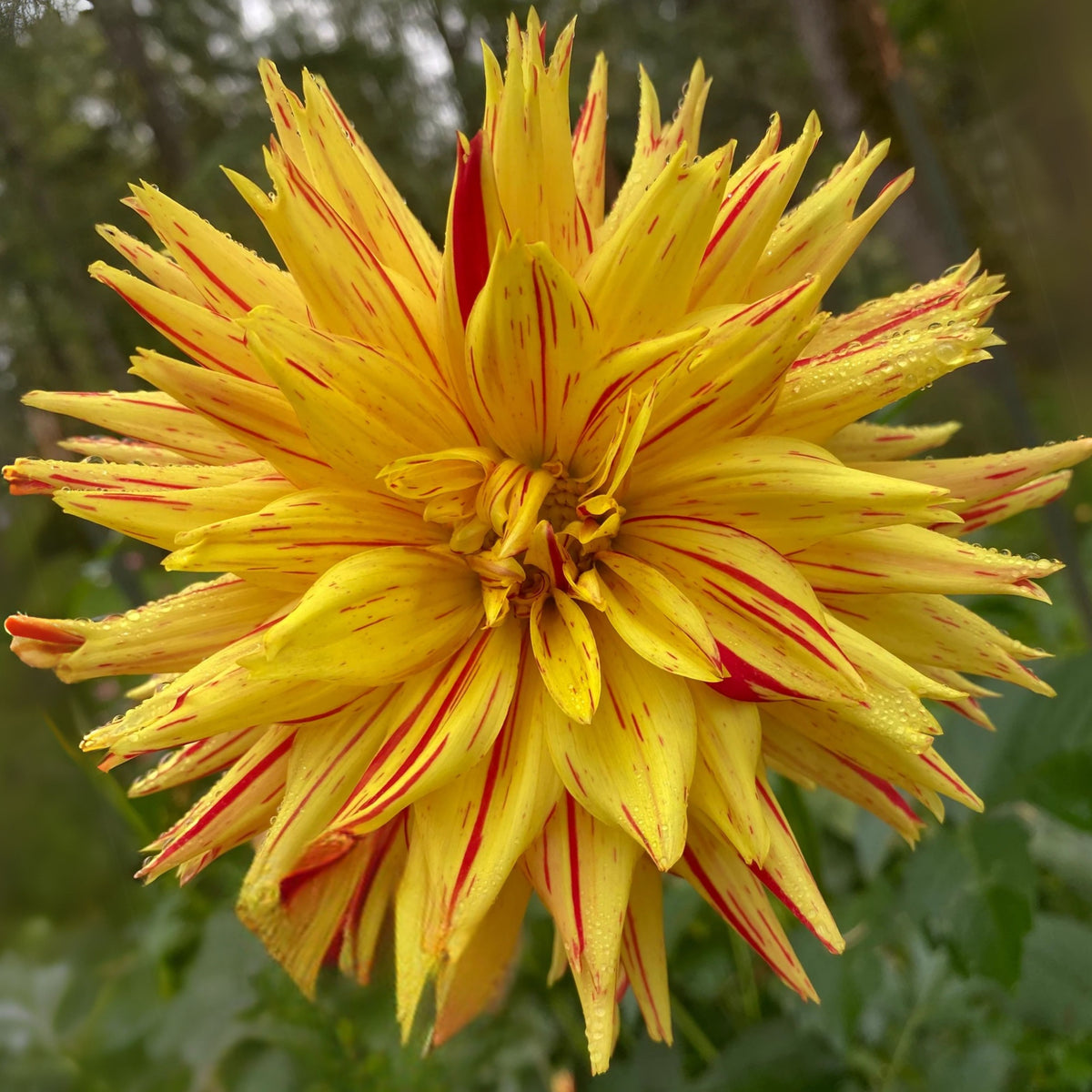Poppers Dahlia Perennial Seeds Heirloom Dahlia Flower Seeds, 40+ seeds