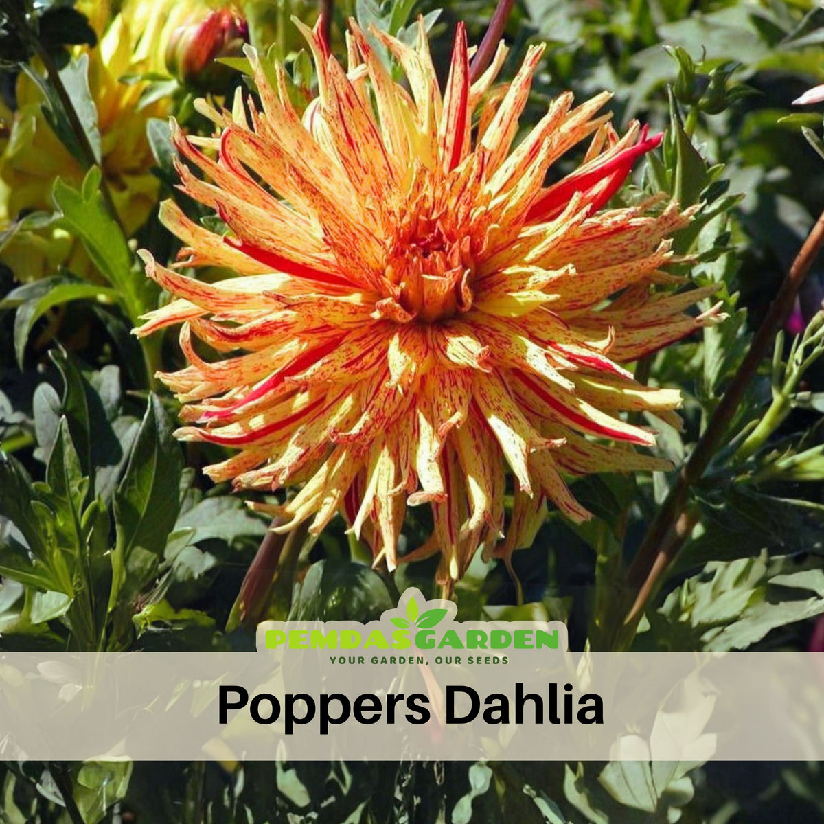 Poppers Dahlia Perennial Seeds Heirloom Dahlia Flower Seeds, 40+ seeds