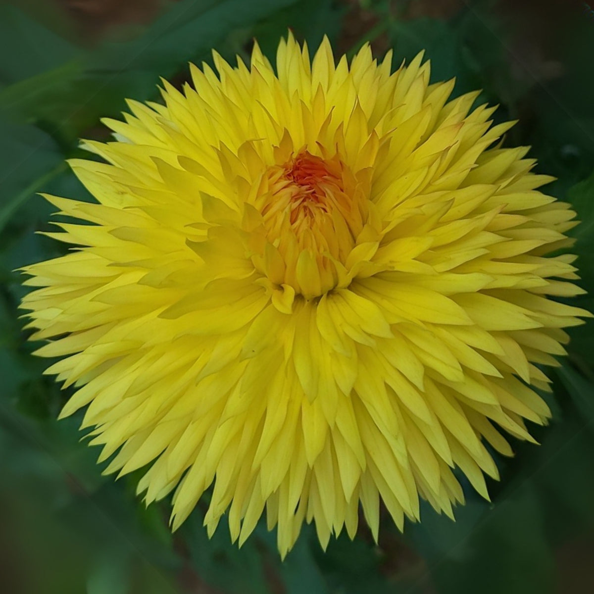 Sassafrass Dahlia Seeds, 40+ seeds