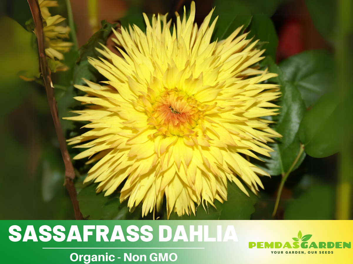 40+ Seeds|  Sassafrass Dahlia Perennial Seeds #D070