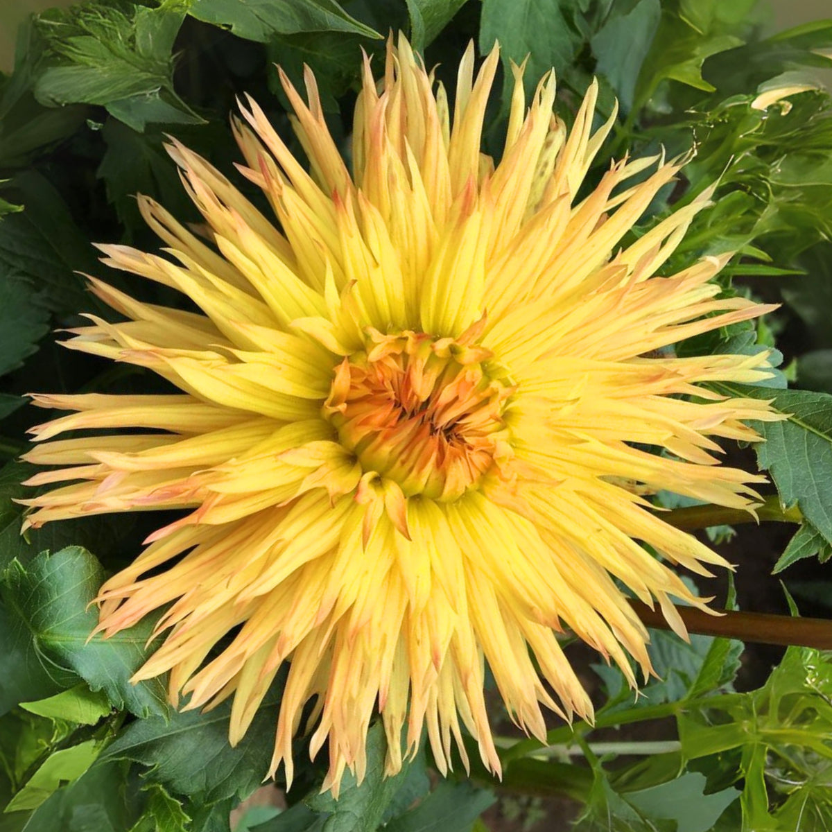 Sassafrass Dahlia Seeds, 40+ seeds