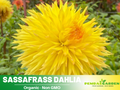 40+ Seeds|  Sassafrass Dahlia Perennial Seeds Heirloom Dahlia Flower Seeds – Non GMO, Open Pollinated Mix for Vibrant Summer Blooms, Garden & Landscaping Flowers#D070