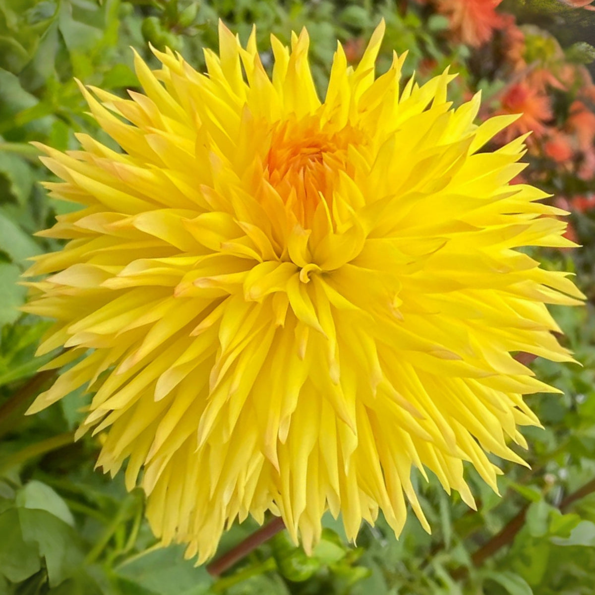 Sassafrass Dahlia Seeds, 40+ seeds
