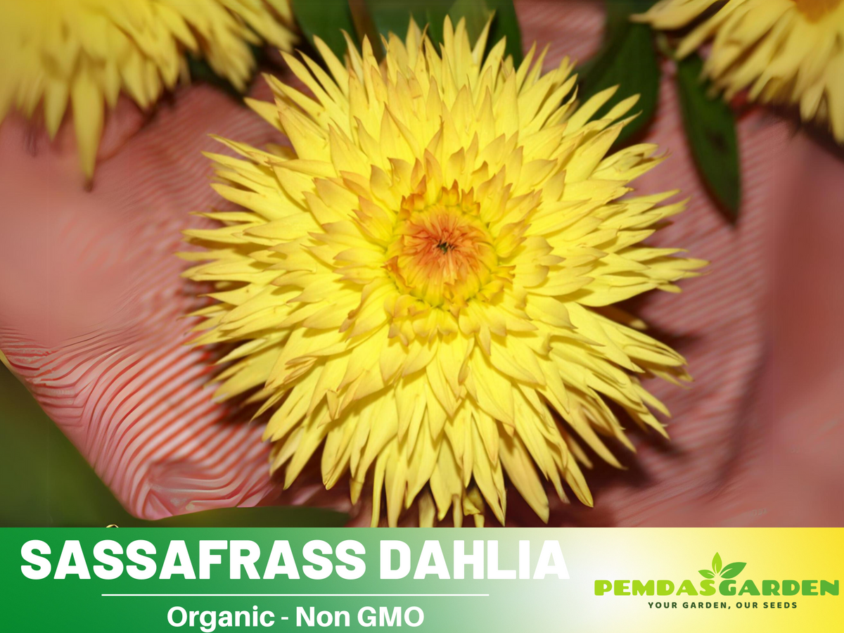 40+ Seeds|  Sassafrass Dahlia Perennial Seeds #D070