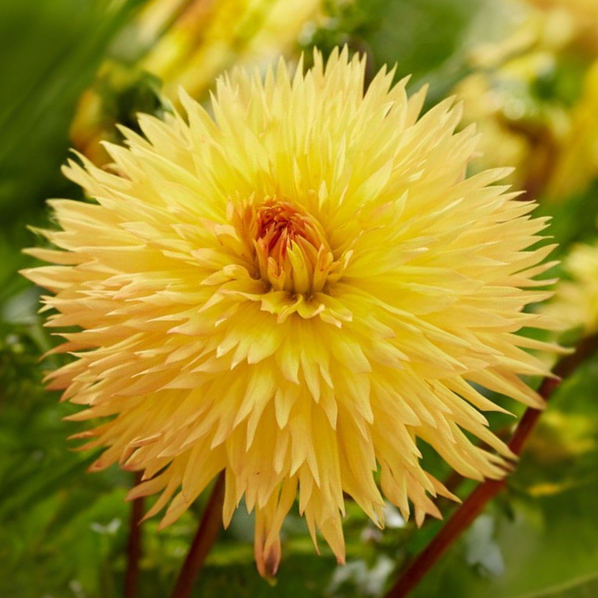 Sassafrass Dahlia Seeds, 40+ seeds