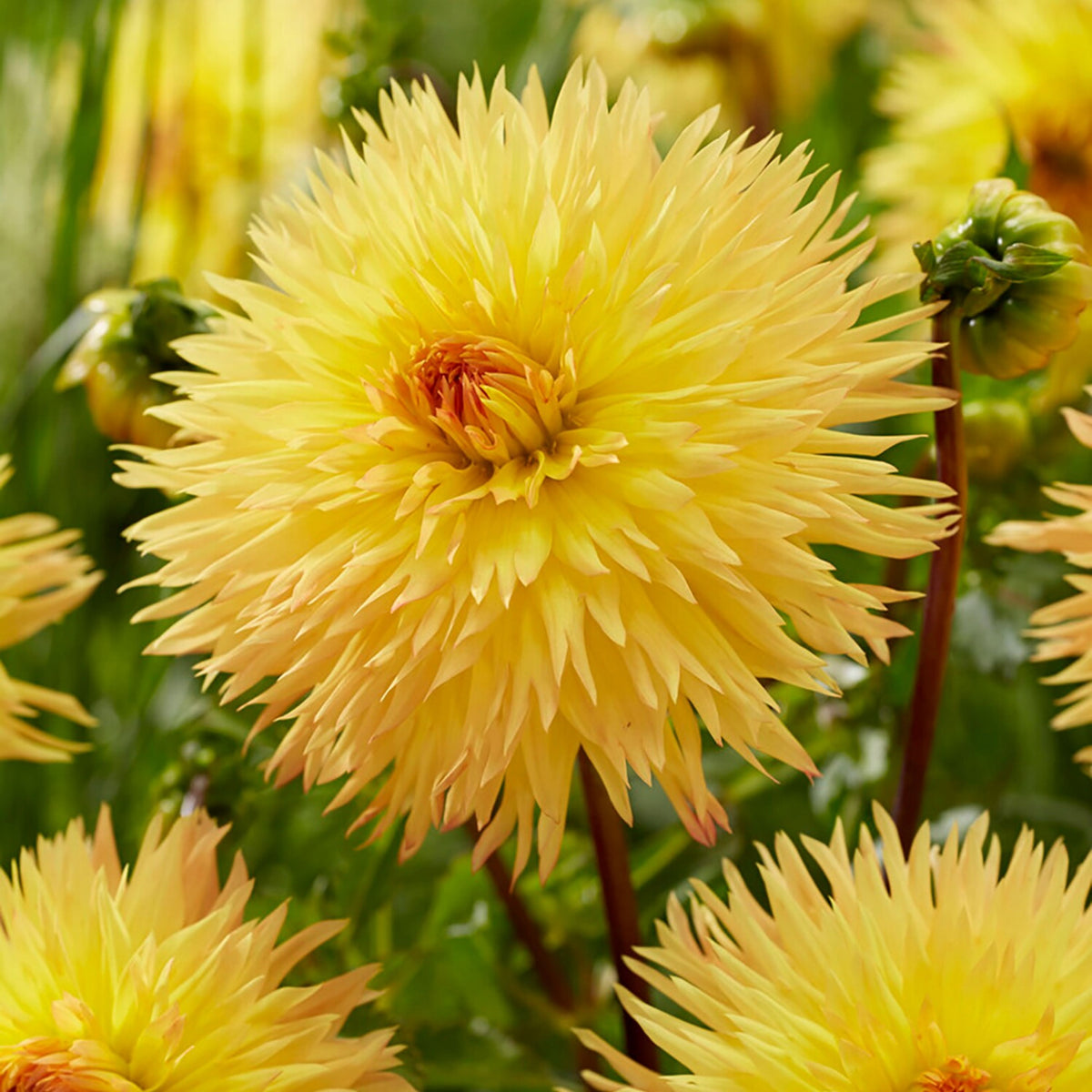 Sassafrass Dahlia Seeds, 40+ seeds