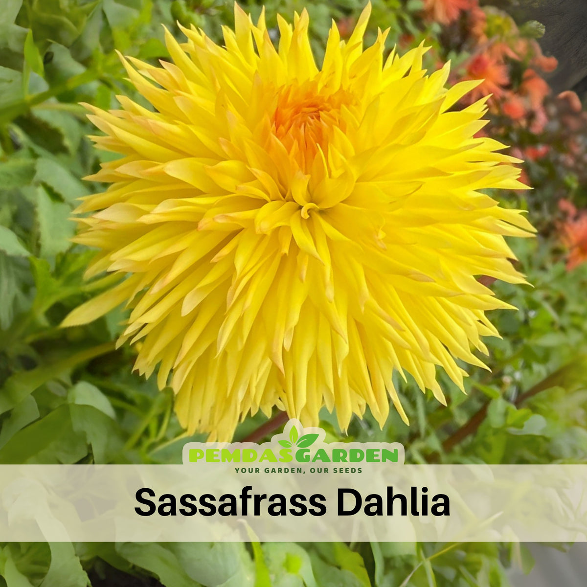 Sassafrass Dahlia Seeds, 40+ seeds