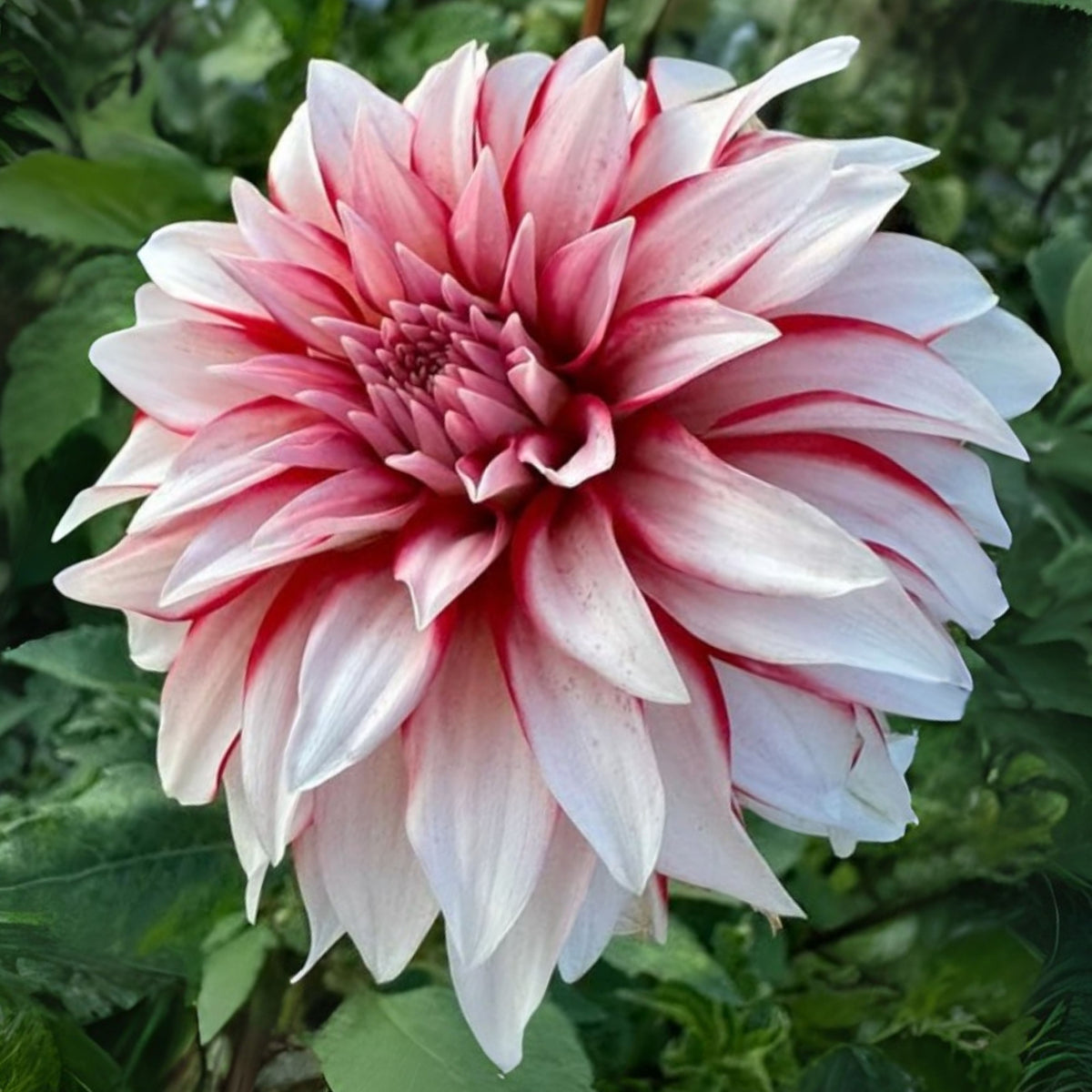 Santa Claus Dahlia Seeds, 40+ seeds
